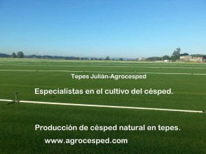 Plantación de césped Tepes Julián-Agrocesped