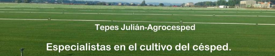 Plantación de césped Tepes Julián-Agrocesped