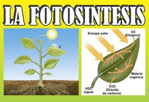 El proceso de Fotosíntesis